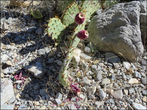 Brown-spined Pricklypear (Opuntia phaeacantha)