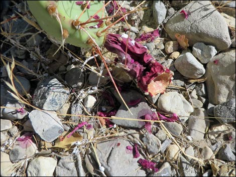 Brown-spined Pricklypear (Opuntia phaeacantha)