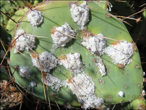 Brown-spined Pricklypear (Opuntia phaeacantha)