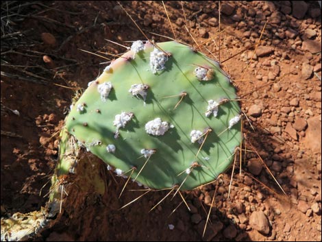 Brown-spined Pricklypear (Opuntia phaeacantha)