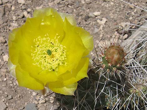 Hairspine Cactus (Opuntia polyacantha var. polyacantha)