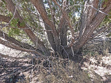 One-Seed Juniper (Juniperus monosperma)
