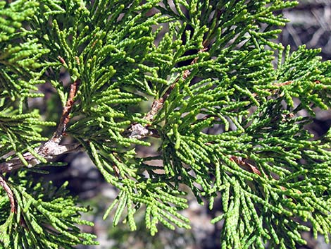Rocky Mountain Juniper (Juniperus scopulorum)