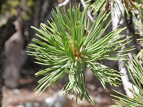 Limber Pine (Pinus flexilis)