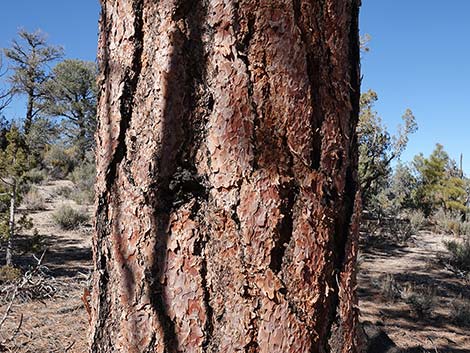Ponderosa Pine (Pinus ponderosa)