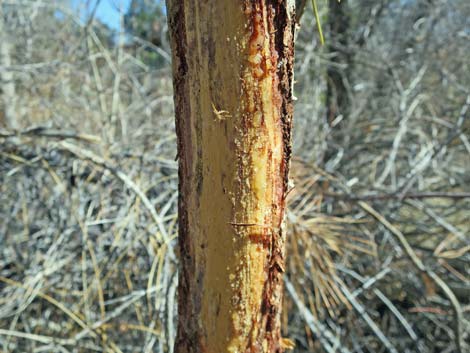 Ponderosa Pine (Pinus ponderosa)