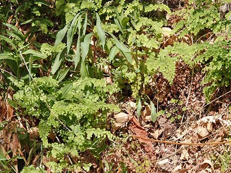 Common Maidenhair Fern (Adiantum capillus-veneris)