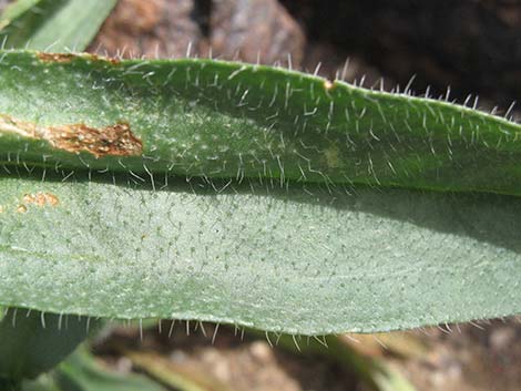 Bristly Fiddleneck (Amsinckia tessellata)