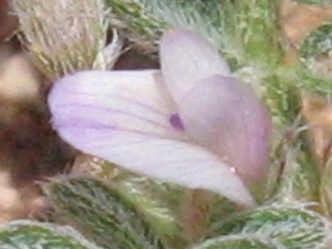 Nye Milkvetch (Astragalus nyensis)