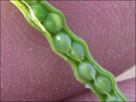 Sahara Mustard (Brassica tournefortii)