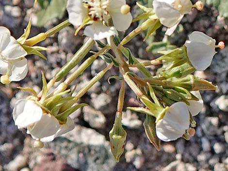Brown-eyed Evening-Primrose (Chylismia claviformis)