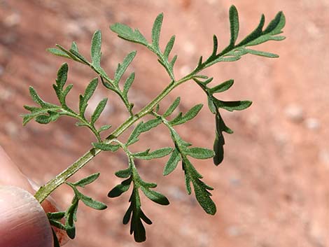 Flix weed (Descurainia sophia)