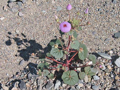 Desert Fivespot (Eremalche rotundifolia)