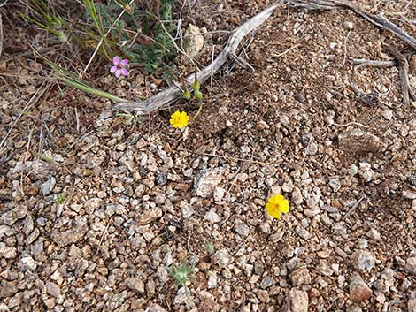 Woolly Easterbonnets (Antheropeas wallacei)