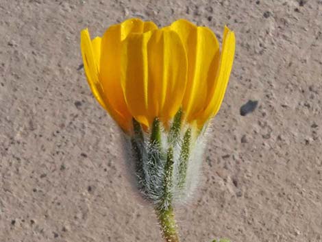 Desert Gold (Geraea canescens)