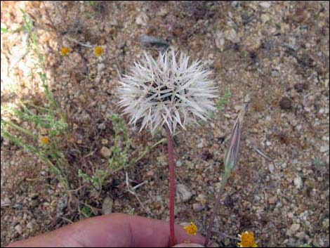 Desert Dandelion (Malacothrix glabrata)