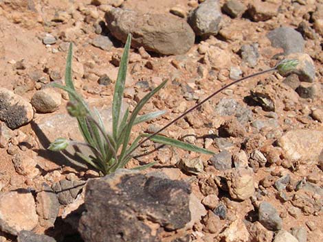 Desert Indianwheat (Plantago ovata)