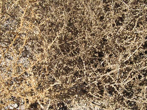 Prickly Russian Thistle (Salsola tragus)