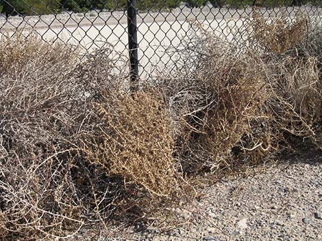 Prickly Russian Thistle (Salsola tragus)