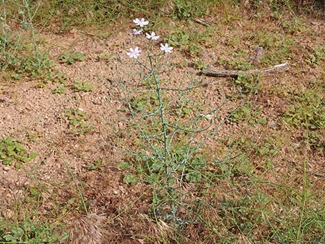Small Wirelettuce (Stephanomeria exigua)