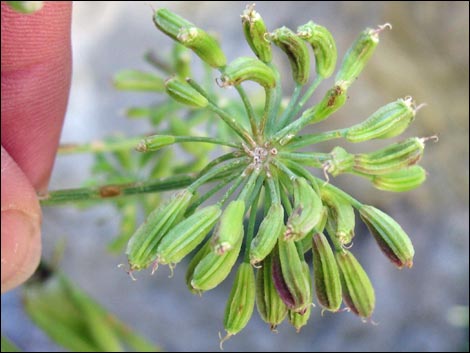 Charleston Mountain Angelica (Angelica scabrida)
