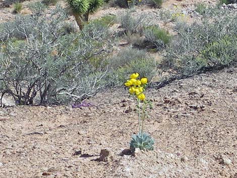 California Bearpoppy (Arctomecon californica)