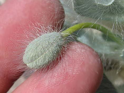 Desert Bearpoppy (Arctomecon merriamii)