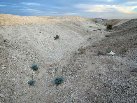 Tule Springs