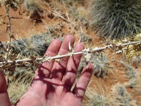 Virgin River Thistle (Cirsium virginensis)