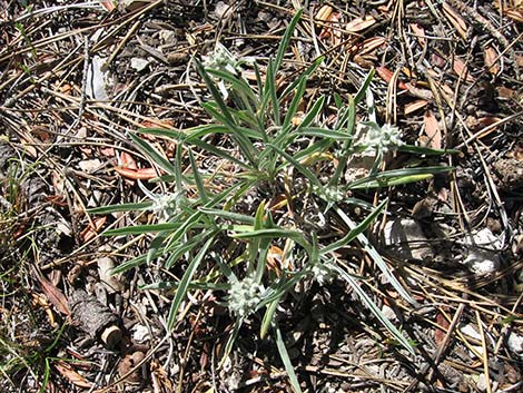 James' Cryptantha (Cryptantha cinerea)