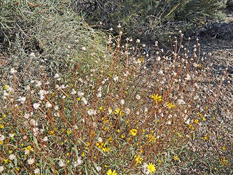 Nevada Goldeneye (Heliomeris multiflora)