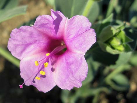Giant Four O'clock (Mirabilis multiflora)