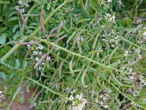 Watercress (Nasturtium officinale)
