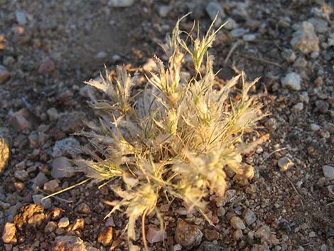 Fluffgrass (Dasyochloa pulchella)
