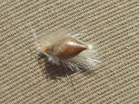 Sand Ricegrass (Achnatherum hymenoides)