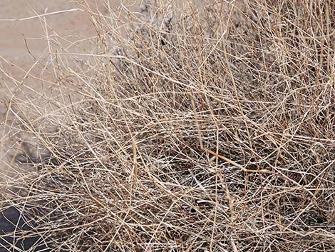 Bush Muhly Grass (Muhlenbergia porteri)