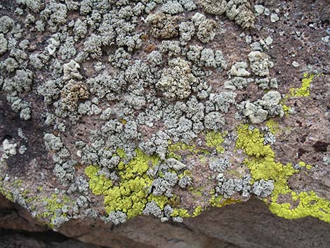 Lichen