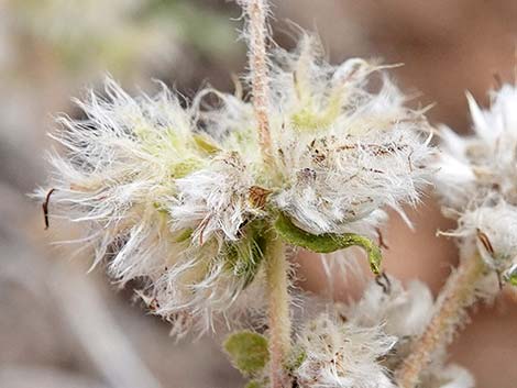 Woolly Fruit Burr Ragweed (Ambrosia eriocentra)