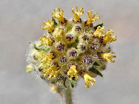 Woolly Fruit Burr Ragweed (Ambrosia eriocentra)