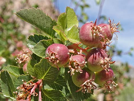 Utah Serviceberry (Amelanchier utahensis)