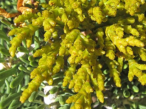 Dwarf Mistletoe (Arceuthobium abietinum)