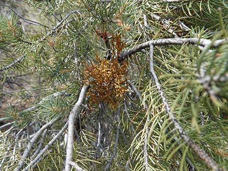 Pinyon Dwarf Mistletoe (Arceuthobium divaricatum)