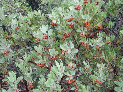 Pointleaf Manzanita (Arctostaphylos pungens)