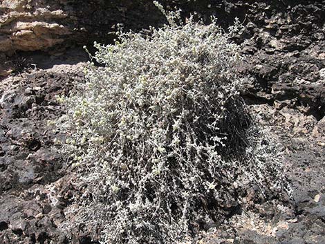 Utah Butterflybush (Buddleja utahensis)