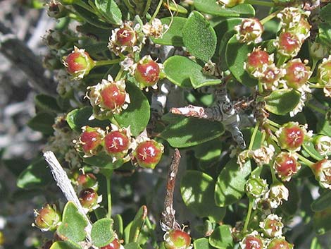 Mojave Ceanothus (Ceanothus greggii var. vestitus)