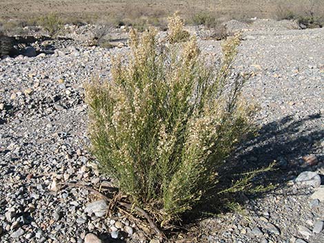 Rabbitbrush (Chrysothamnus spp.)