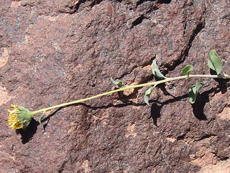Virgin River Brittlebush (Encelia virginensis)