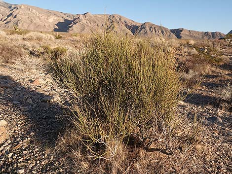 Nevada Jointfir (Ephedra nevadensis)
