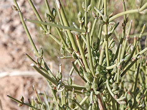 Nevada Jointfir (Ephedra nevadensis)