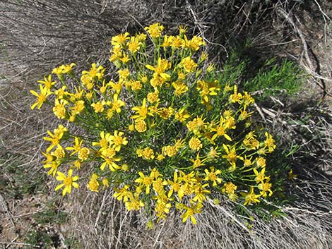 Narrowleaf Goldenbush (Ericameria linearifolia)